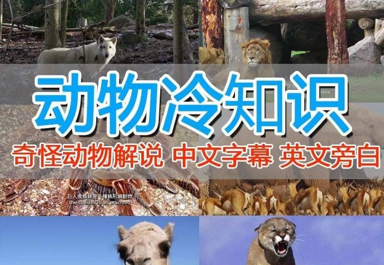 外面卖1699的国外纪录片解说（动物解说、美食、动画片）稳过中视频聚创吧-网创项目资源站-副业项目-创业项目-搞钱项目聚创吧
